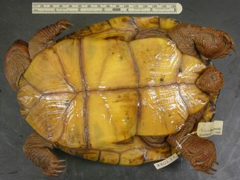 Media type: image; Herpetology R-48013